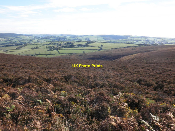 Photo 6"x4" Heather moorland, above Hanny Combe Brockwell c2012