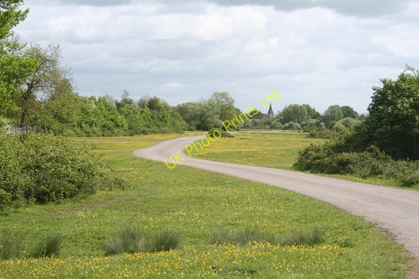 Photo 6"x4" Buttercups on Castlemorton Common Marl Bank c2007