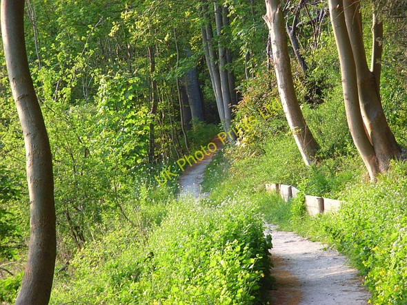 Photo 6"x4" The Thames Path, Hartslock Wood Lower Basildon c2007