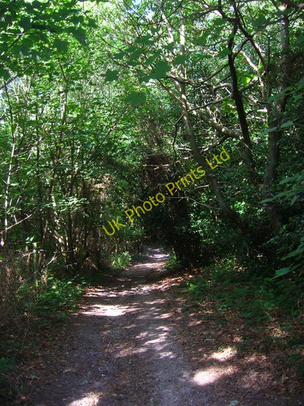 Photo 6"x4" Tinwood Lane, Van Diemens Crockerhill\/SU9207 c2006