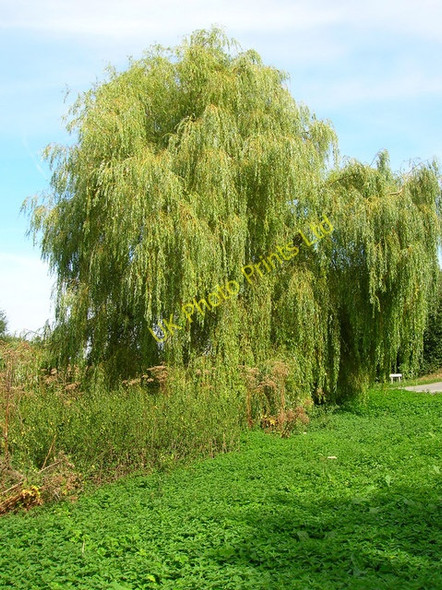 Photo 6"x4" Willow, Thicket Lane Eartham c2006