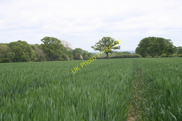 Photo 6"x4" Wheat Field, Woodend Farm Marl Bank c2007