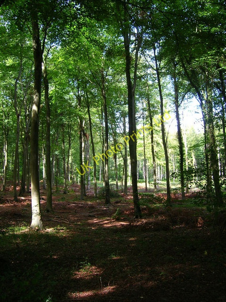 Photo 6"x4" Eartham Wood Eartham c2006
