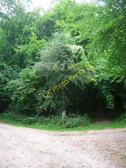 Photo 6"x4" Choice of Bridleway near Great Down Madehurst c2006