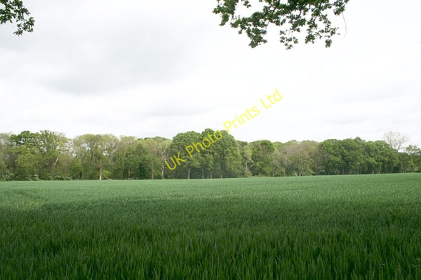 Photo 6"x4" Woodland near Woodend Farm Marl Bank c2007