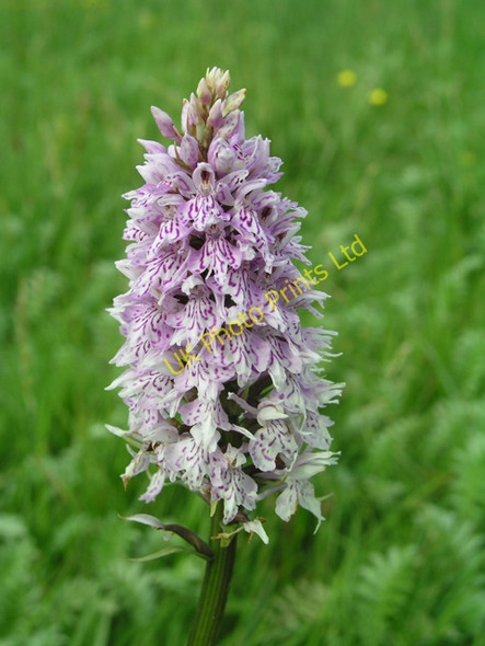 Photo 6"x4" Orchid flower spike, Warnham Nature Reserve Horsham\/TQ1731 c2006