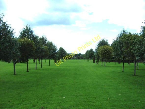 Photo 6"x4" Avenue of Trees at Winton Field Kirkby Stephen c2006