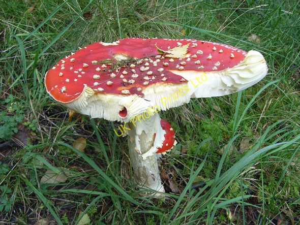 Photo 6"x4" Fly agaric Sgorr Chalum c2006