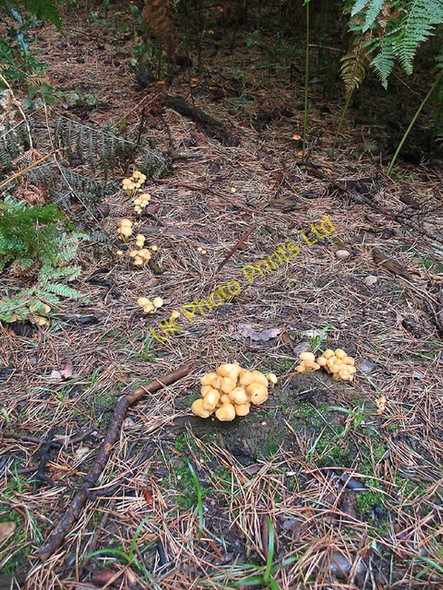 Photo 6"x4" Fungi on the Forest Floor Brickendon c2006