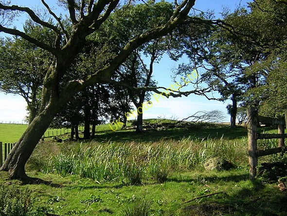 Photo 6"x4" Small Wood Near Langlee Bennan Fm c2006