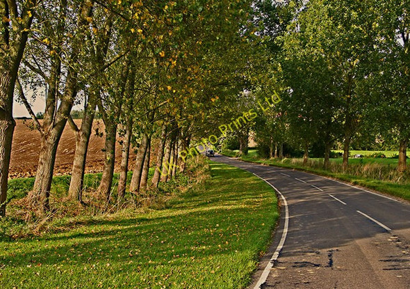 Photo 6"x4" Avenue of Trees Broxted c2006