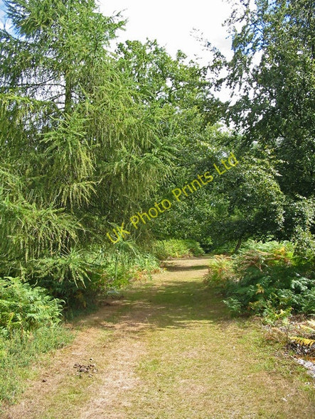Photo 6"x4" Forest ride near Fritham New Forest Hampshire Fritham c2006