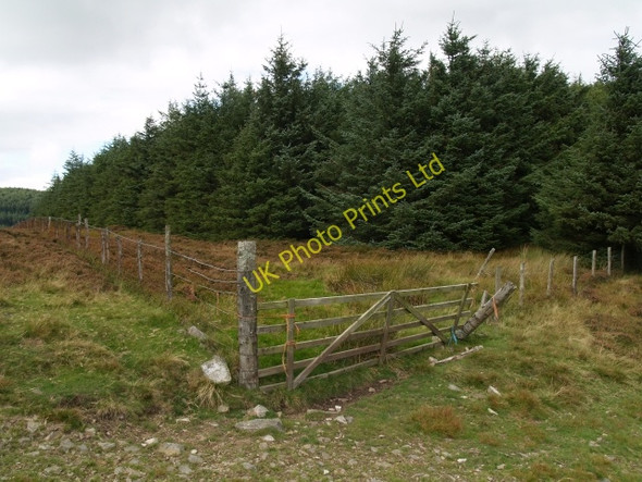 Photo 6"x4" Forest corner, Cardrona Forest Laverlaw c2006