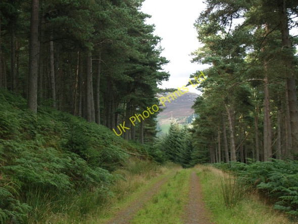 Photo 6"x4" Forest track, Cardrona Forest Howford\/NT3136 c2006