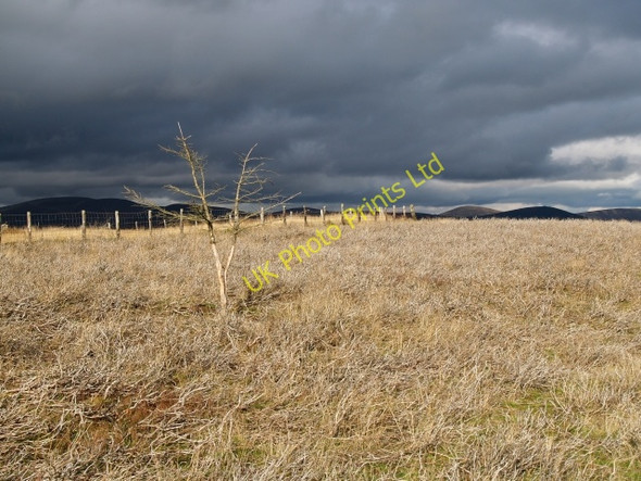 Photo 6"x4" Dead larch, Grieston Hill Howford\/NT3136 c2006