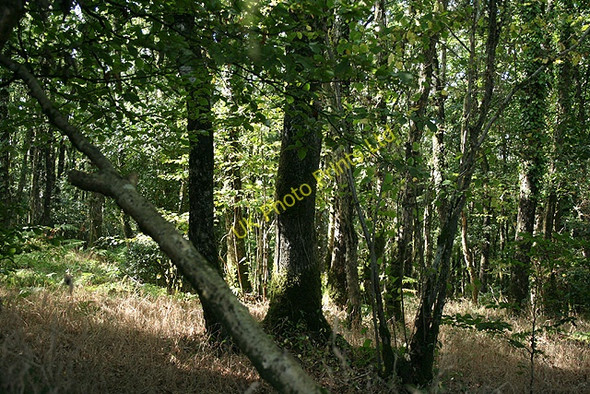 Photo 6"x4" Stoodleigh: Great Wood Oakford\/SS9021 c2006