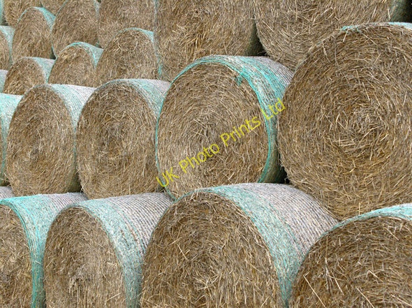 Photo 6"x4" Straw at Starveall Marten c2006