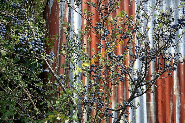 Photo 6"x4" Creacombe: Blackthorn bush with sloes Creacombe c2006