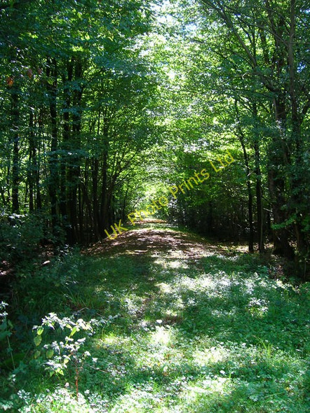 Photo 6"x4" Woodshill Copse Broadford Bridge c2006
