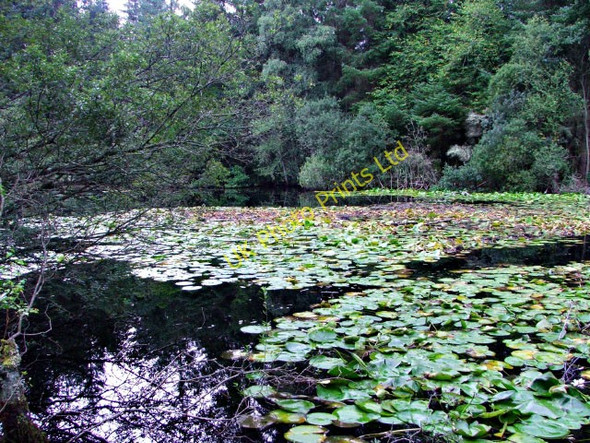 Photo 6"x4" Lily pond Bishop Kinkell c2006