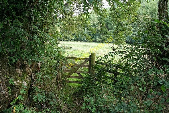 Photo 6"x4" North Molton: in the Mole valley Bentwichen c2006