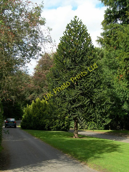 Photo 6"x4" Monkey Puzzle Alloway c2006