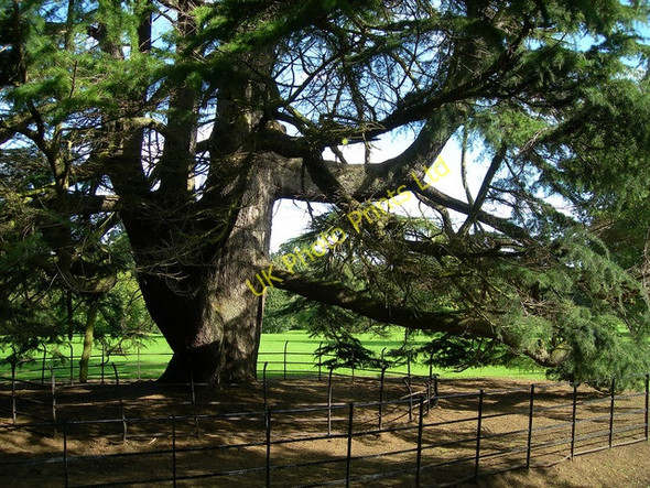 Photo 6"x4" Ancient Tree Alloway c2006