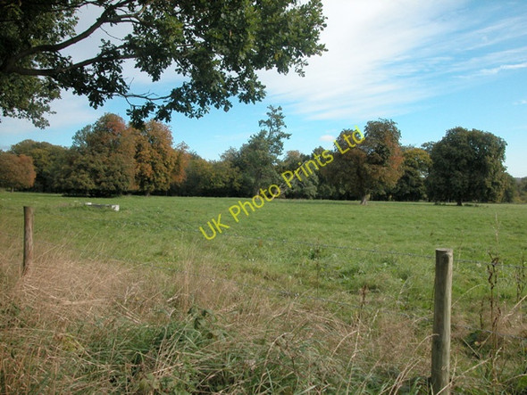 Photo 6"x4" Roothouse Wood Fawley\/SU7586 c2005