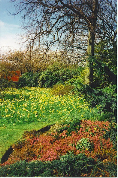 Photo 6"x4" Spring in Duthie Park Aberdeen\/NJ9206 c2000