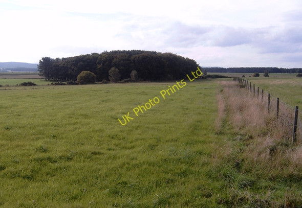 Photo 6"x4" Small plantation surrounded by grassland Kingsteps c2006