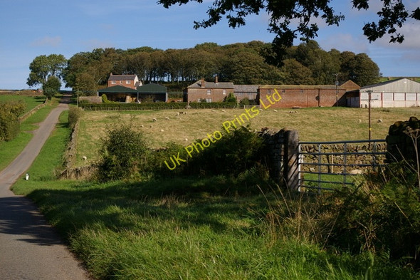 Photo 6"x4" Crindledyke Farm Dale\/NY5444 c2006