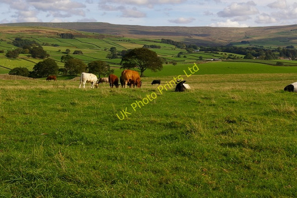 Photo 6"x4" Cattle in Field near Lincowell Renwick c2006