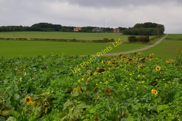 Photo 6"x4" Thirkleby Wold West Lutton c2006