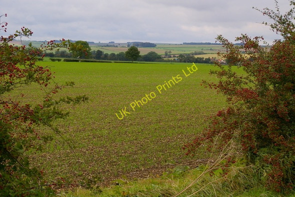 Photo 6"x4" Field Viewed through Hedge West Lutton c2006