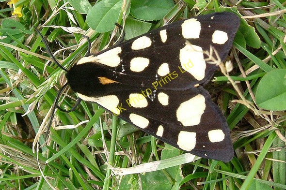 Photo 6"x4" Tiger on Mersea Island East Mersea c2005