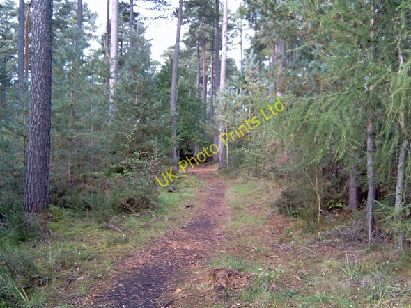 Photo 6"x4" Woodland path in Moss-side Woods Moss-side\/NH8555 c2006