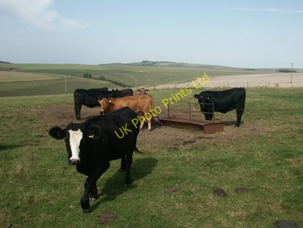Photo 6"x4" Cattle at Mere Down Mere\/ST8132 c2006
