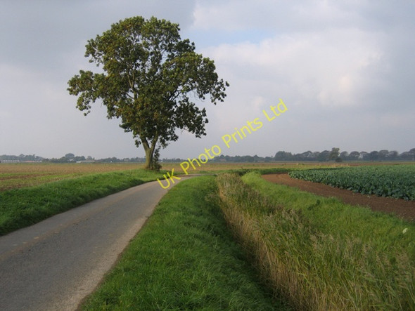 Photo 6"x4" Lone tree on Wargate Field Lane, Gosberton, Lincs Belnie c2006
