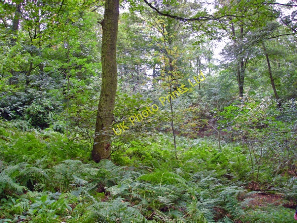Photo 6"x4" Over Alderley: Daniel Hill Wood Greendale\/SJ8877 c2006