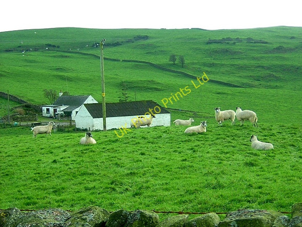 Photo 6"x4" Sheep at Heads Milton\/NX8470 c2006