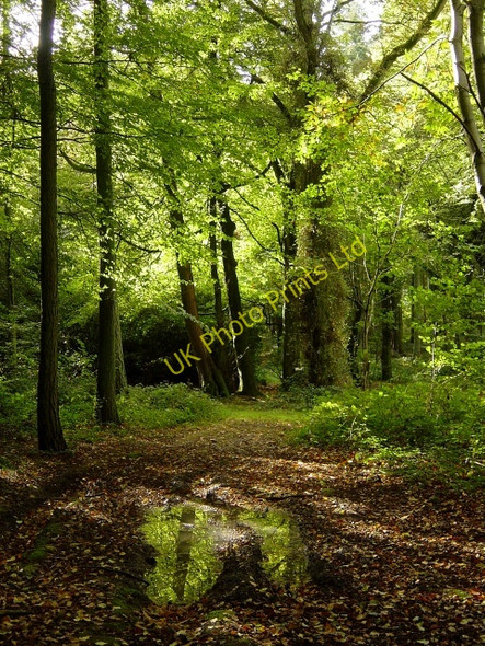 Photo 6"x4" Gaston Wood Holt End\/SU6639 c2006