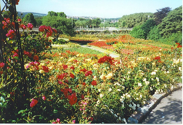Photo 6"x4" Rose Garden from the top of the Rose Hill Aberdeen\/NJ9206 c1995