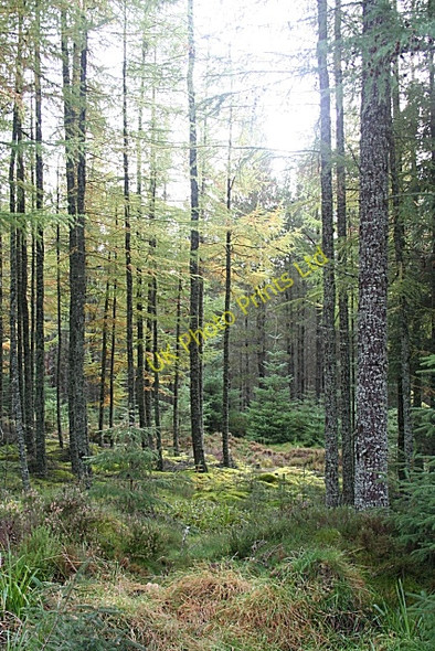Photo 6"x4" Whiteash Forest Fochabers c2006