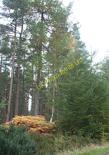 Photo 6"x4" Whiteash Forest Auchenhalrig c2006