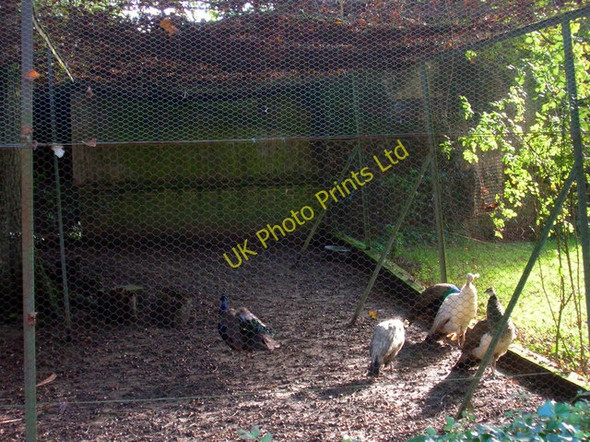 Photo 6"x4" Peacocks, Nash Street Farm Burgh Hill\/TQ5412 c2006