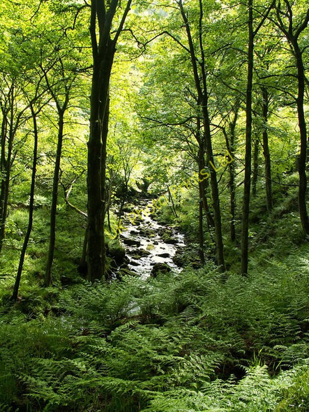Photo 6"x4" Colden Clough Hebden Bridge c2006