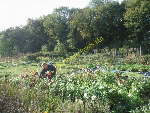 Photo 6"x4" Last blooms of autumn Sedgley c2006