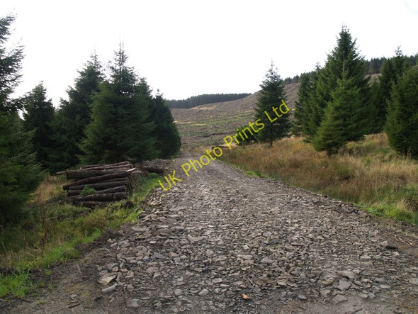 Photo 6"x4" Cloich Forest Shiplaw c2006