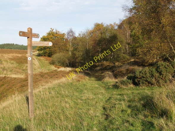Photo 6"x4" Track junction, near Fairydean Burn Hattonknowe c2006
