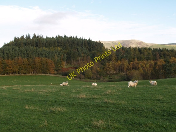 Photo 6"x4" Gallow Law Eddleston c2006